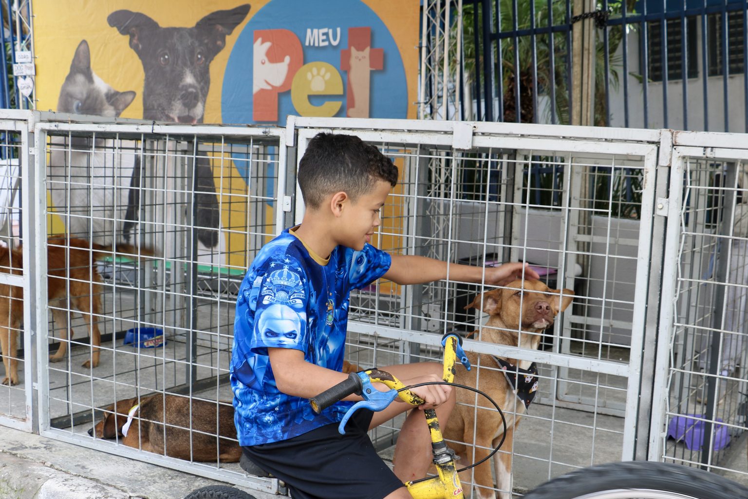 Carapicuíba promove Feira de Adoção de Cães e Gatos neste sábado (12) pelo programa Meu Pet Legal