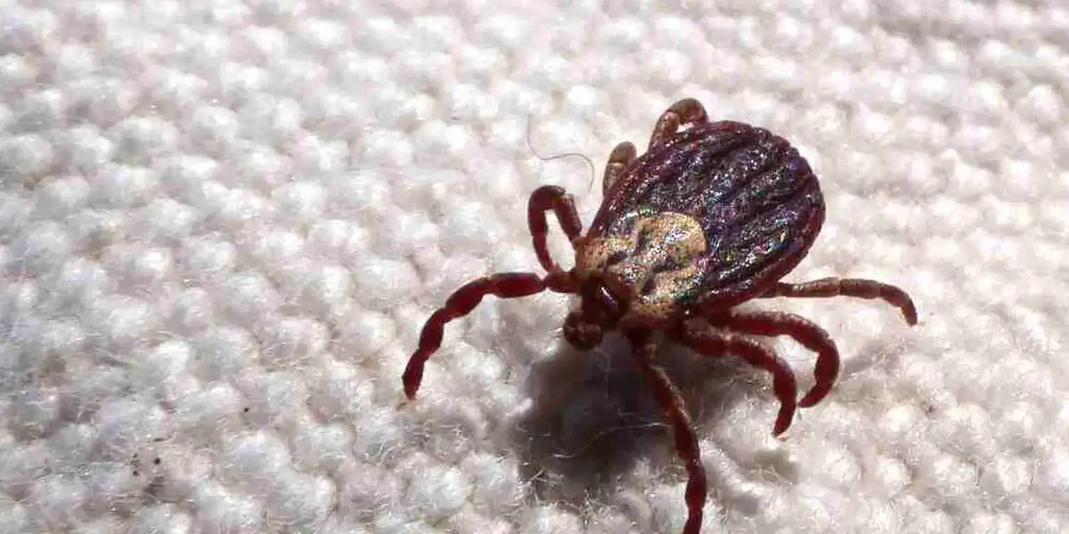 Febre maculosa: mais duas vítimas fatais registradas em leme, são paulo