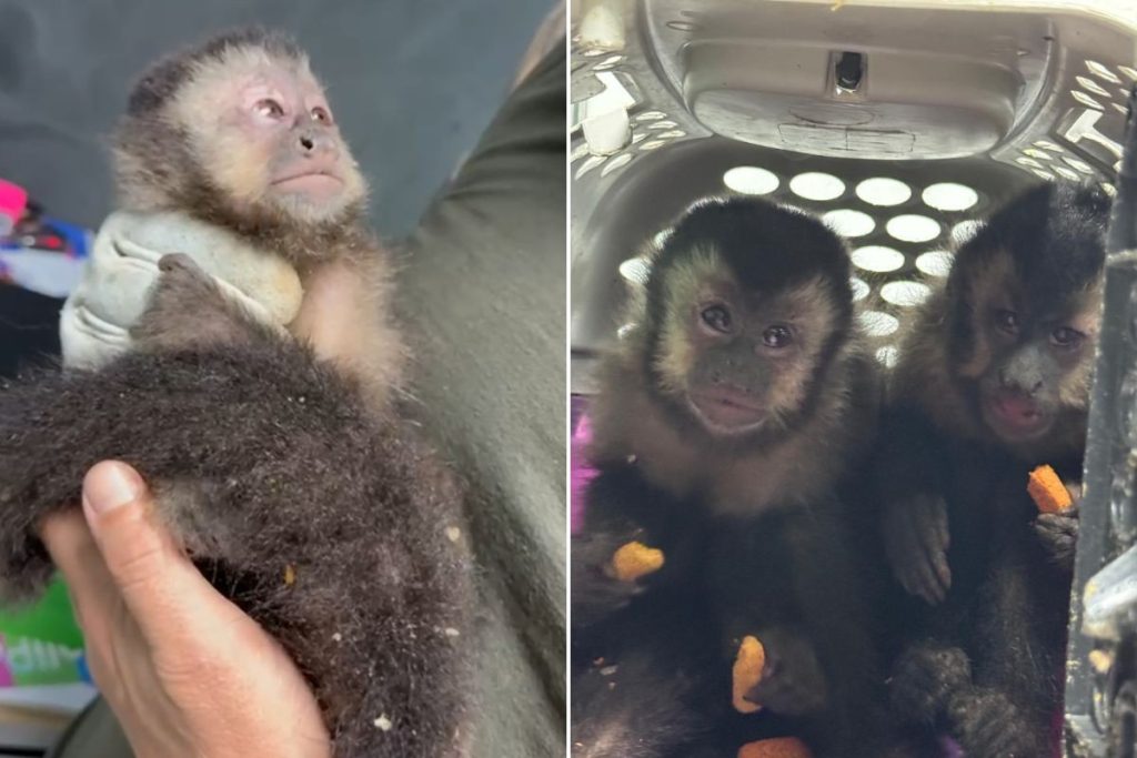 Quadrilha presa em santos por tráfico e maus-tratos a macacos-prego