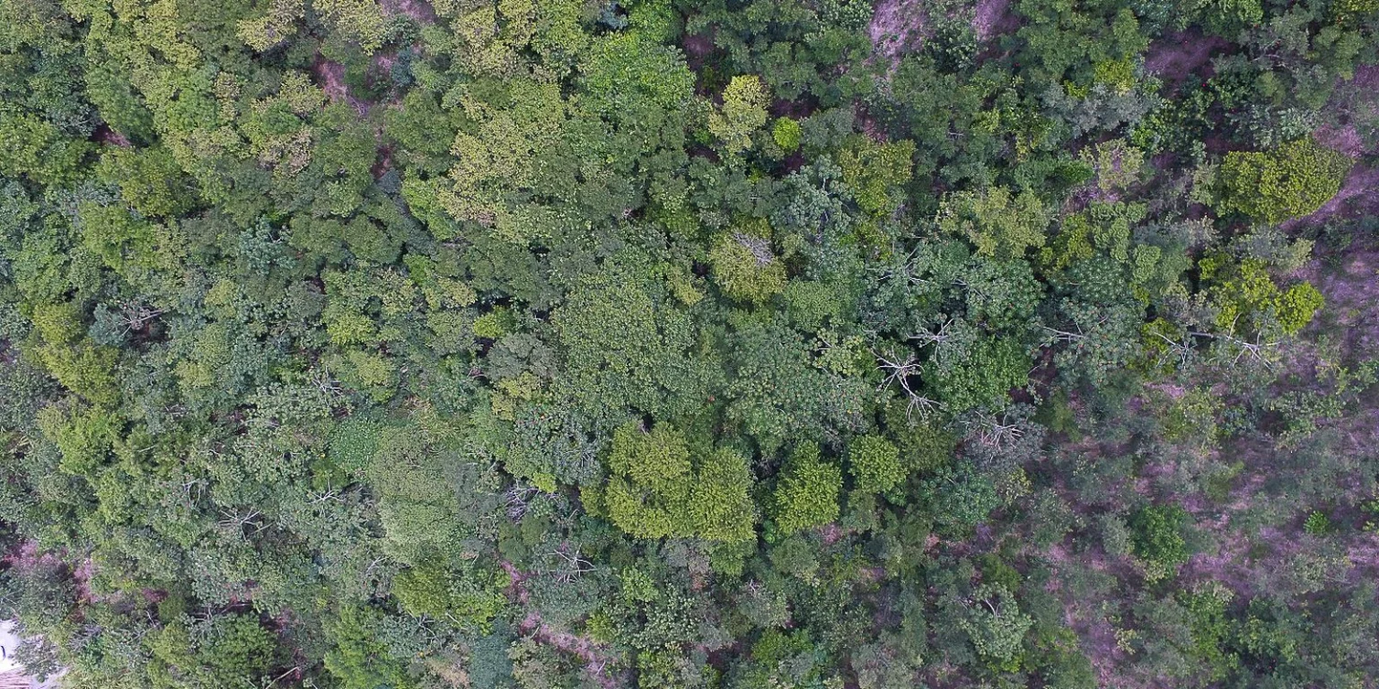 Exposição digital revela vidas e resistência nos biomas brasileiros