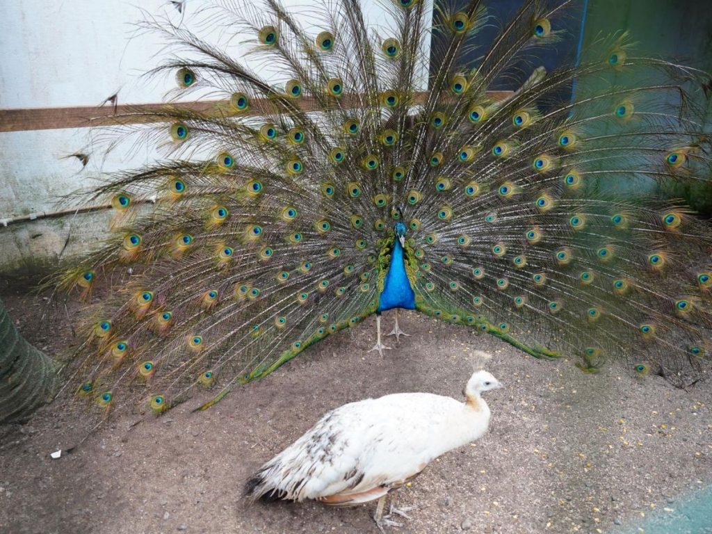 Parque Ecológico de Mongaguá obtém licença oficial de Jardim zoológico