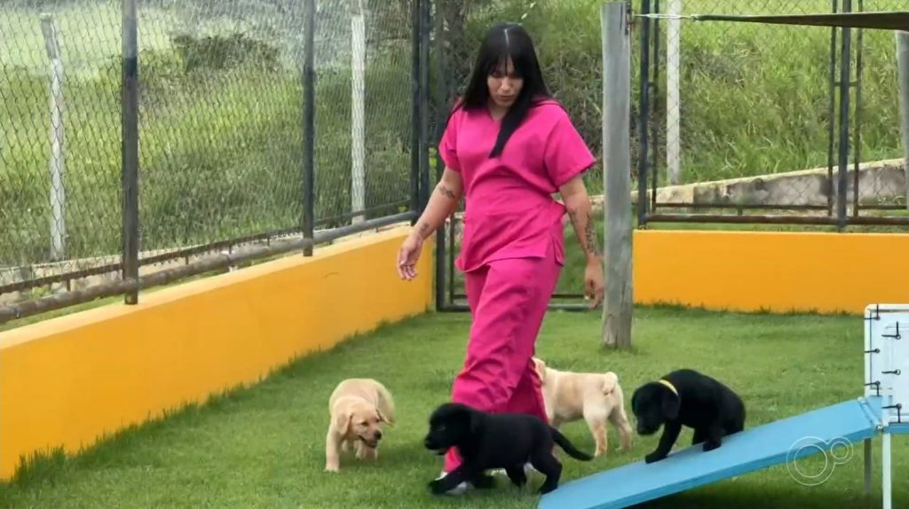 Reportagens de fevereiro: informações adicionais sobre cães-guia na região