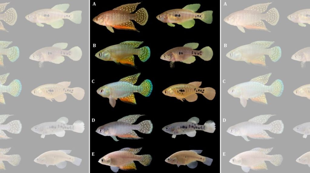 Descoberta de peixes com características únicas no Brasil gera alerta sobre preservação ambiental