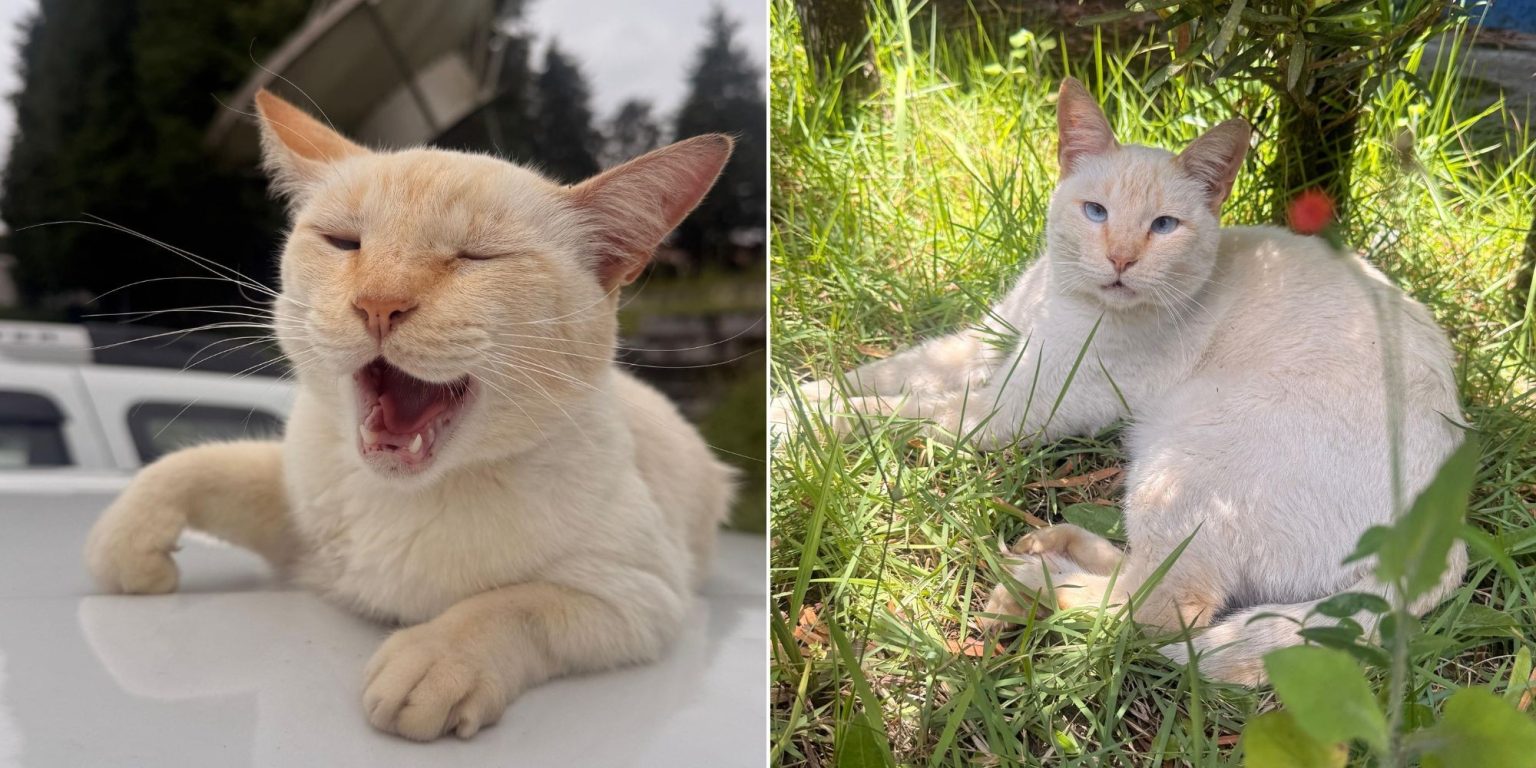 Gordo, o Gato Mascote da TV Diário em Mogi das Cruzes: Uma História de Oito Anos de Companheirismo
