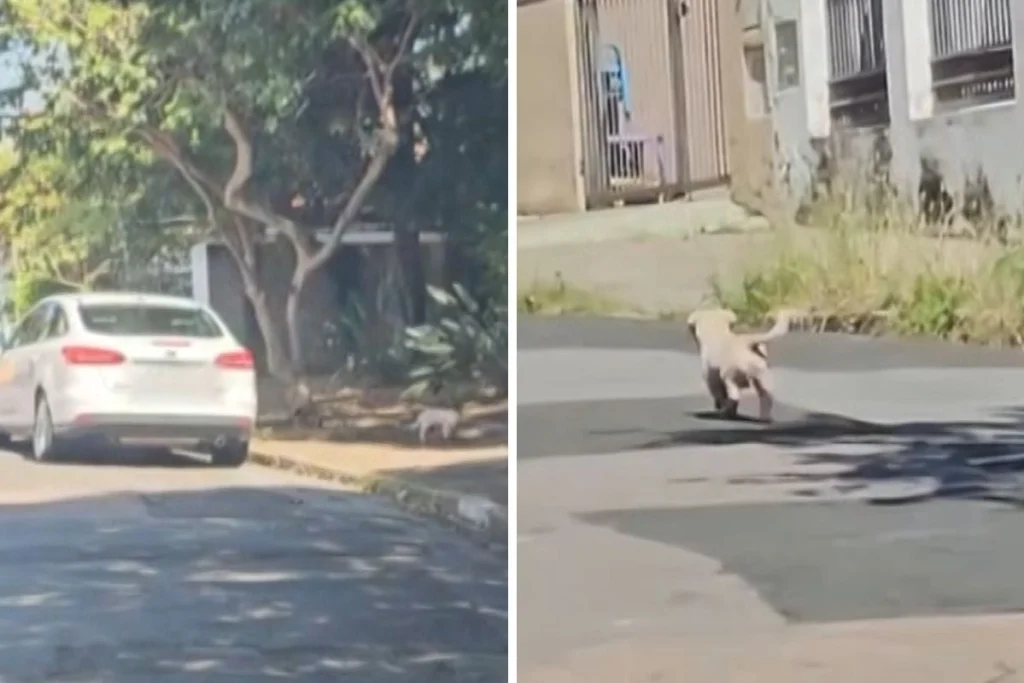Advogada é detida por abandonar cão em rua de Campinas; vídeo flagra ação