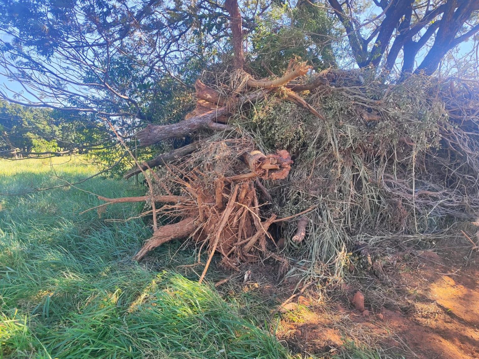 Proprietário de sítio é multado em mais de R$ 3 mil por corte ilegal de árvores nativas em Rancharia, interior de SP