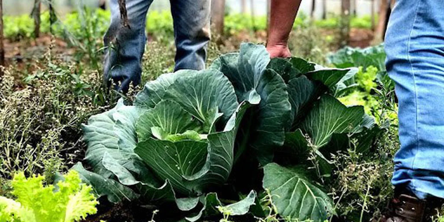 Municípios se preparam para executar o Programa de Aquisição de Alimentos em 2026