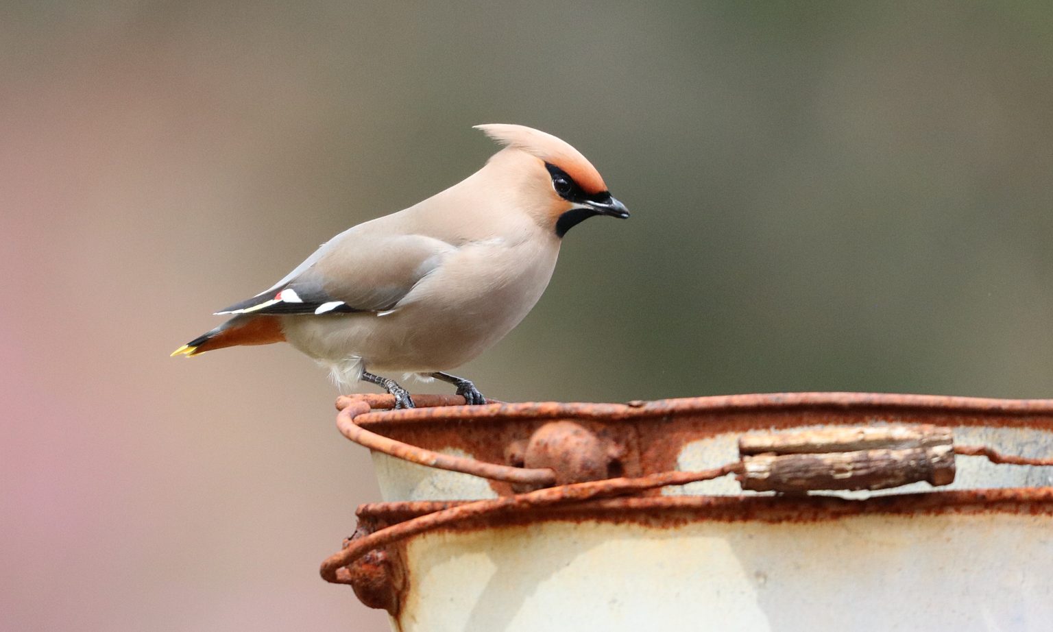 Brasileira surpreende ao vencer desafio global de registros sonoros de aves no Japão