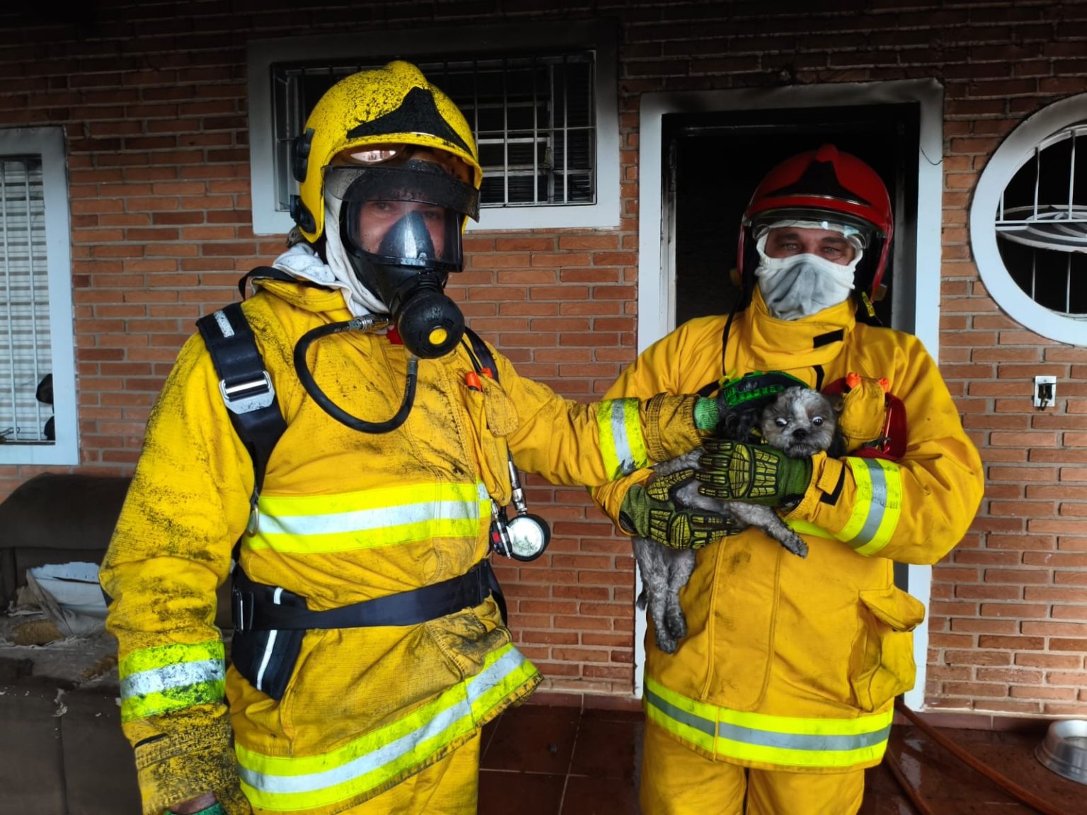 Bombeiros realizam resgate emocionante de cães em incêndio na cidade de Mogi Mirim