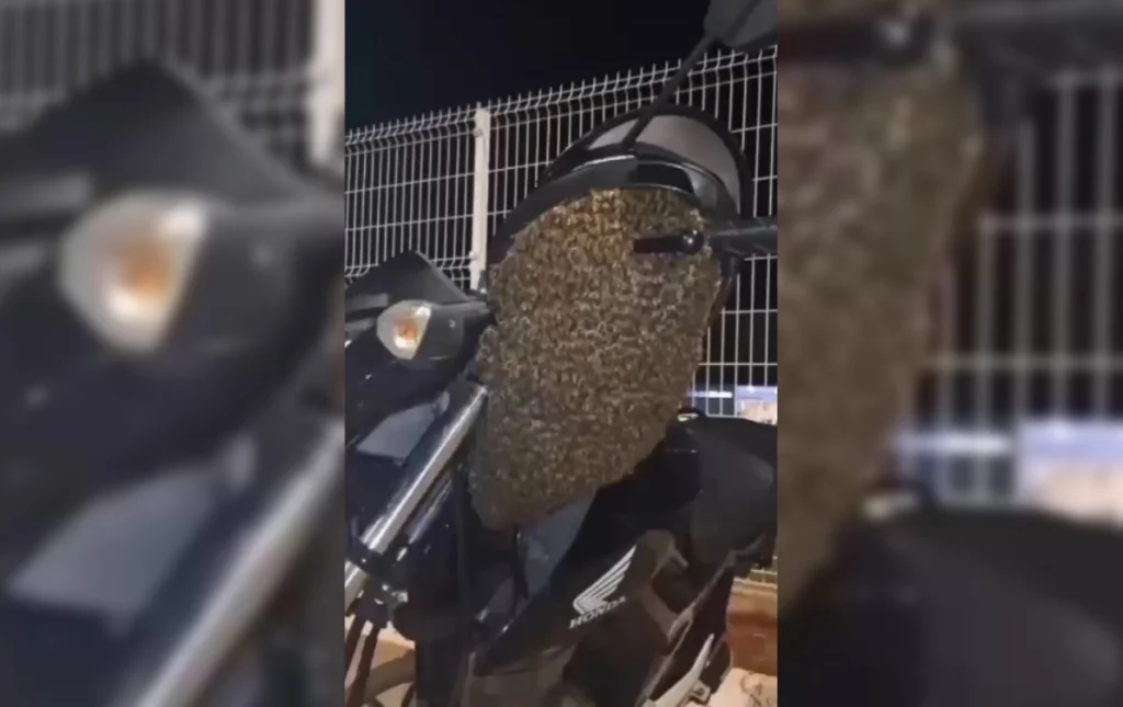 Enxame de abelhas escolhe moto para ‘descansar’ e mobiliza autoridades em Botucatu