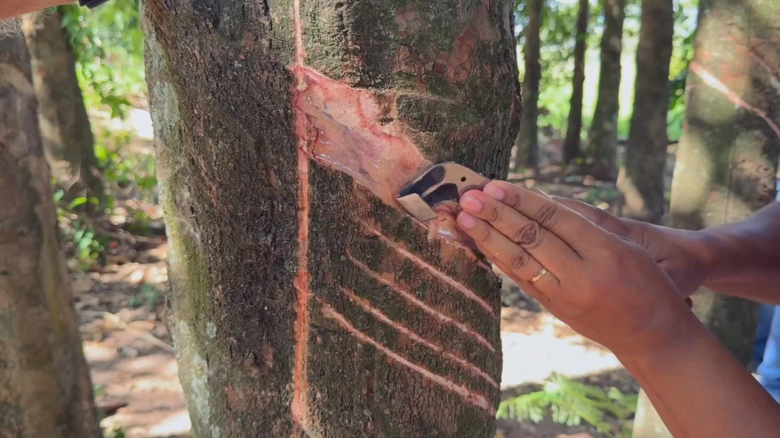Produtores investem em cursos de sangria de látex no interior de SP para suprir falta de mão de obra
