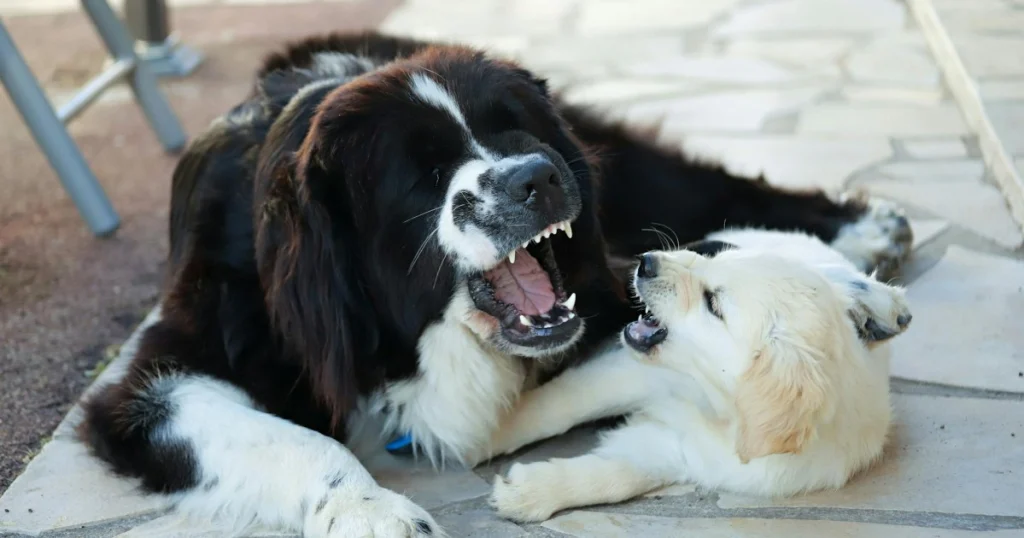 dicas para cachorro parar de morder