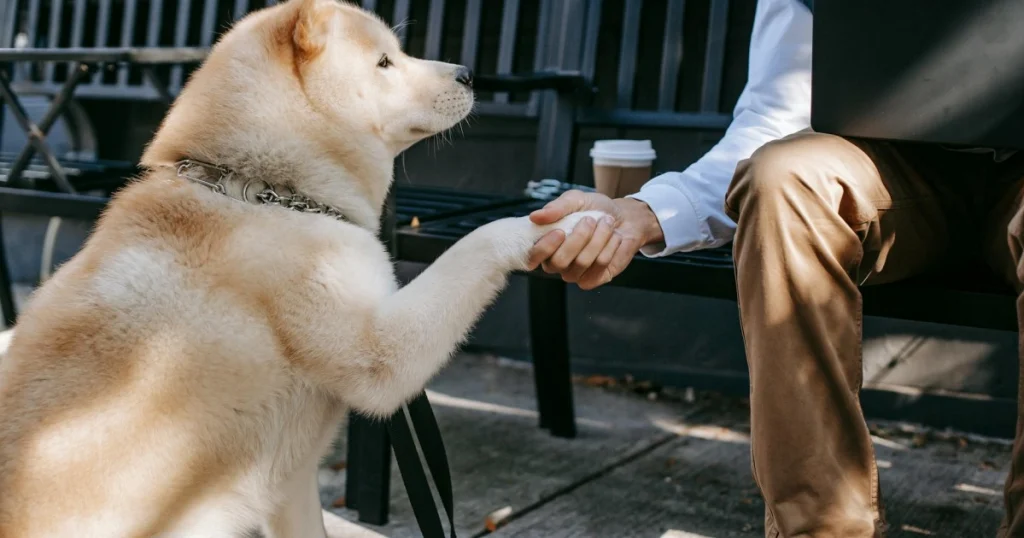 como ensinar cachorro a sentar e dar a pata