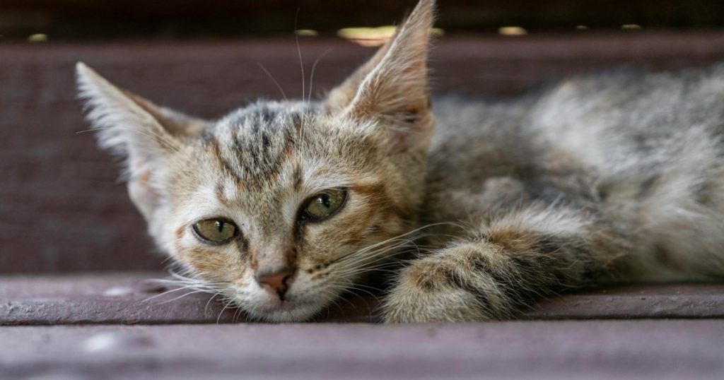 o que é parvovirose felina e como prevenir