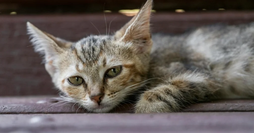 o que é parvovirose felina e como prevenir