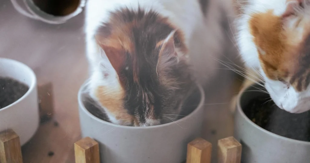 como fazer ração caseira para gato