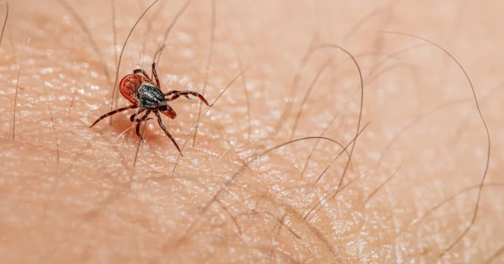 como evitar pulgas e carrapatos no pet