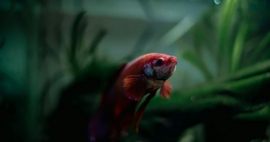 dicas para cuidar de peixe de aquário