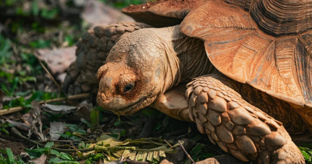 animais que vivem mais de 100 anos