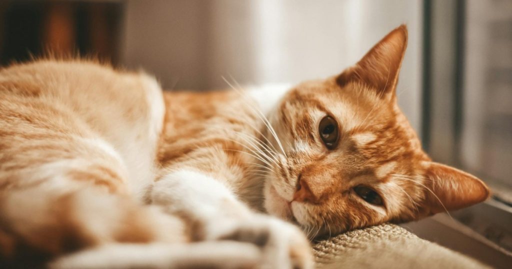 Cuidados Essenciais: O que Fazer Quando o Gato Está Doente o que fazer quando o gato está doente
