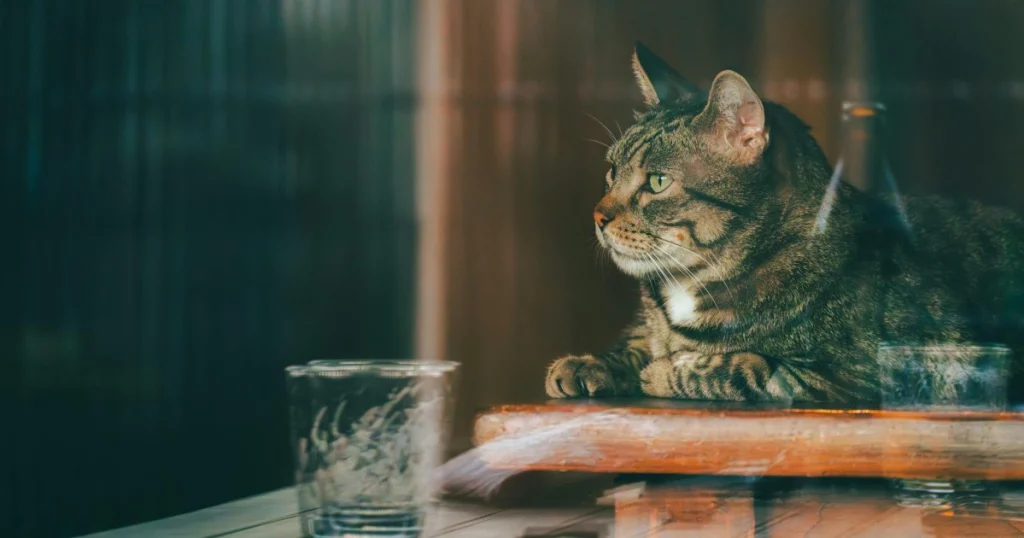 dicas para manter gato dentro de casa com saúde