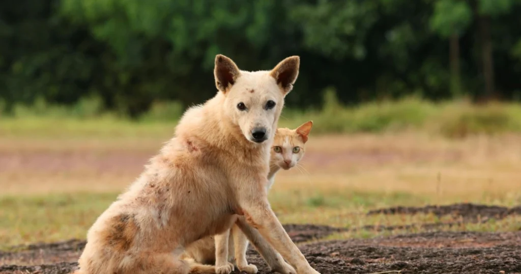 Melhores Vacinas Obrigatórias para Cão e Gato: Cuidados Essenciais melhores vacinas obrigatórias para cão e gato