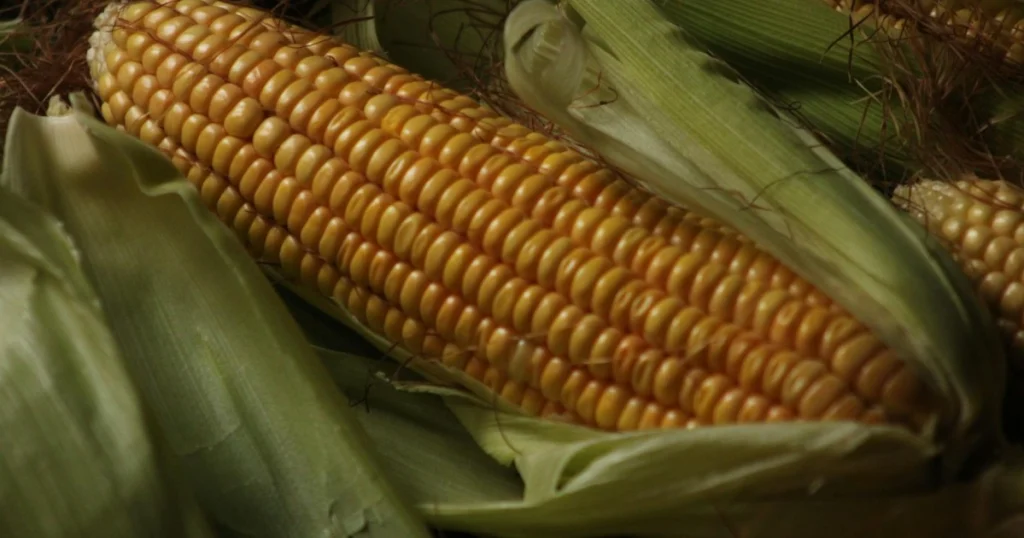 receita de curau de milho verde