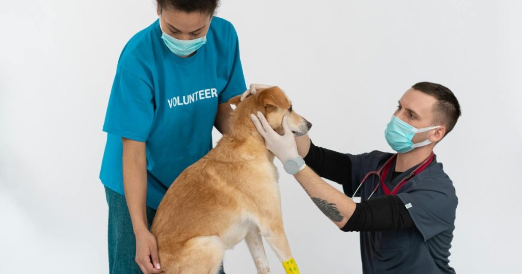 o que é sarna e como tratar no pet