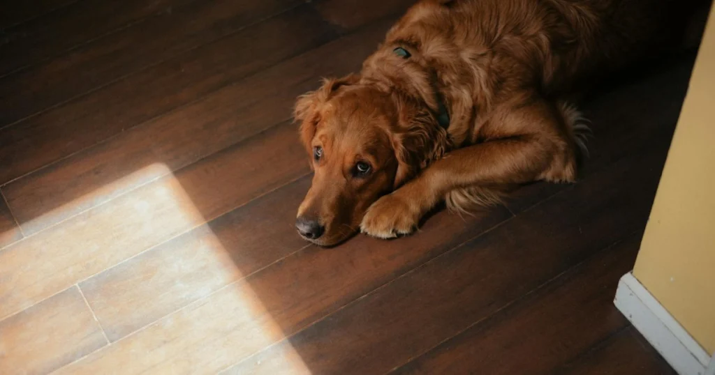 Melhores Raças de Cachorro para Apartamento: Cuidados e Bem-Estar melhores raças de cachorro para apartamento