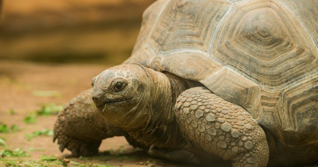 Descubra os Animais com Maior Expectativa de Vida os animais com maior expectativa de vida
