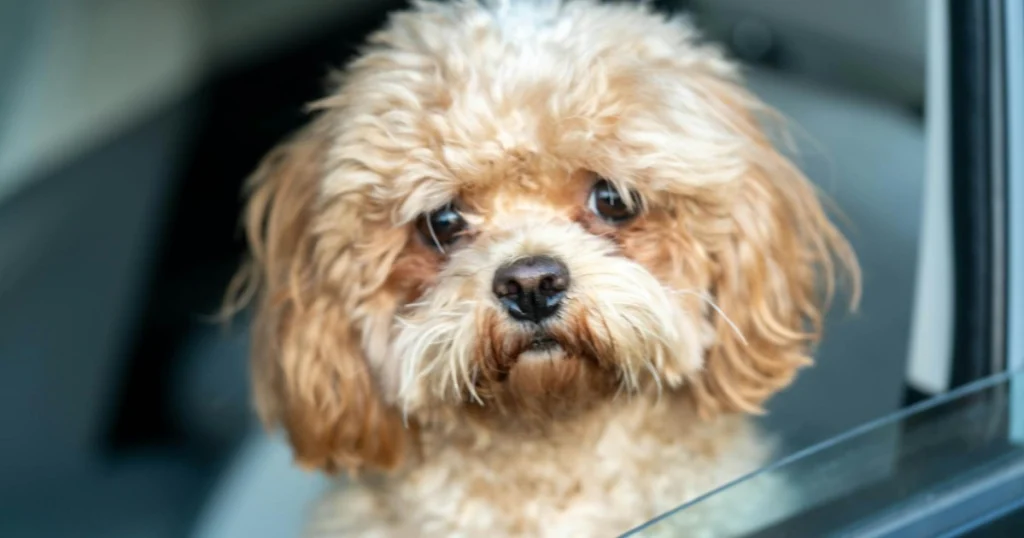 dicas para viajar com cachorro de carro