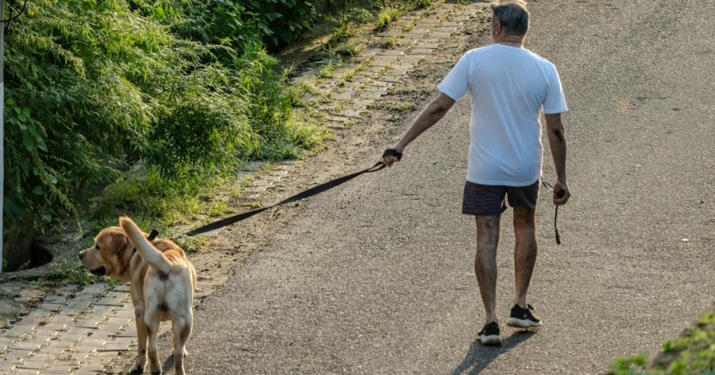 dicas para pet idoso ter qualidade de vida