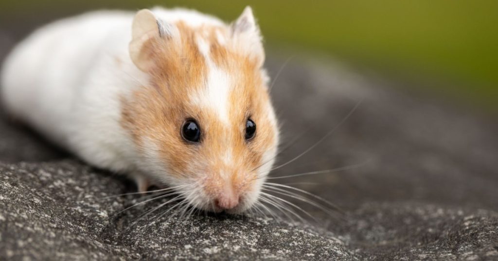 dicas para cuidar de hamster como pet
