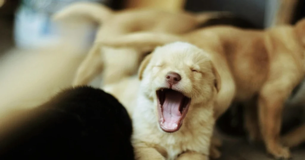 dicas para apresentar bebê ao cachorro da família