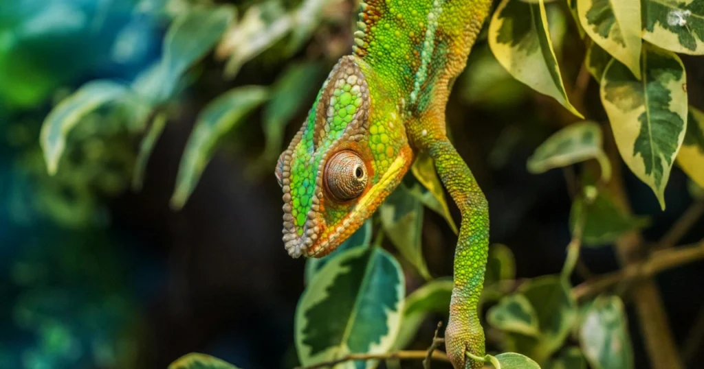 como funciona a evolução das espécies