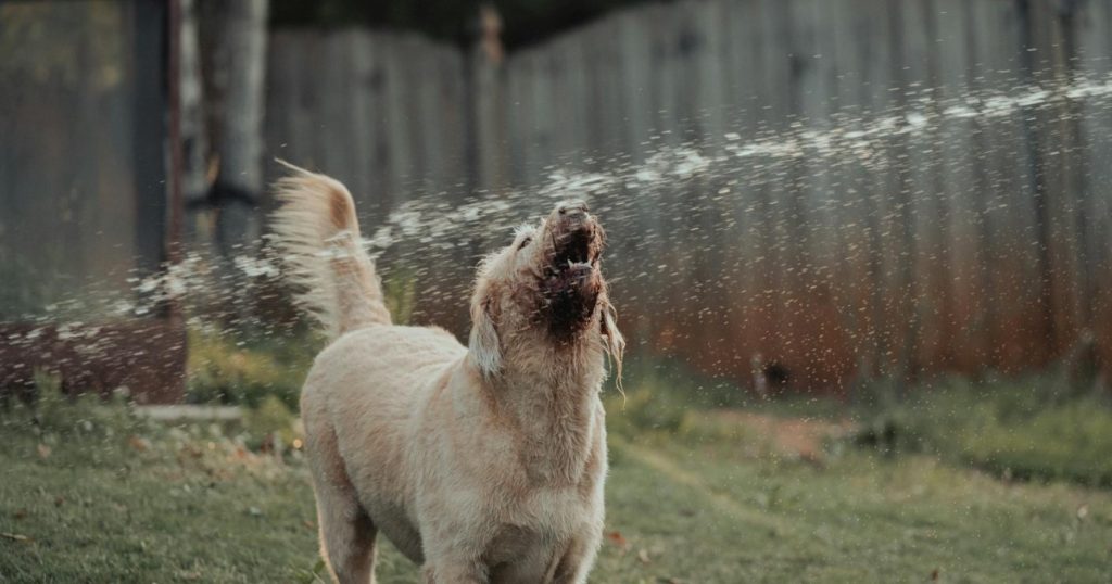dicas para pet sobreviver ao calor intenso
