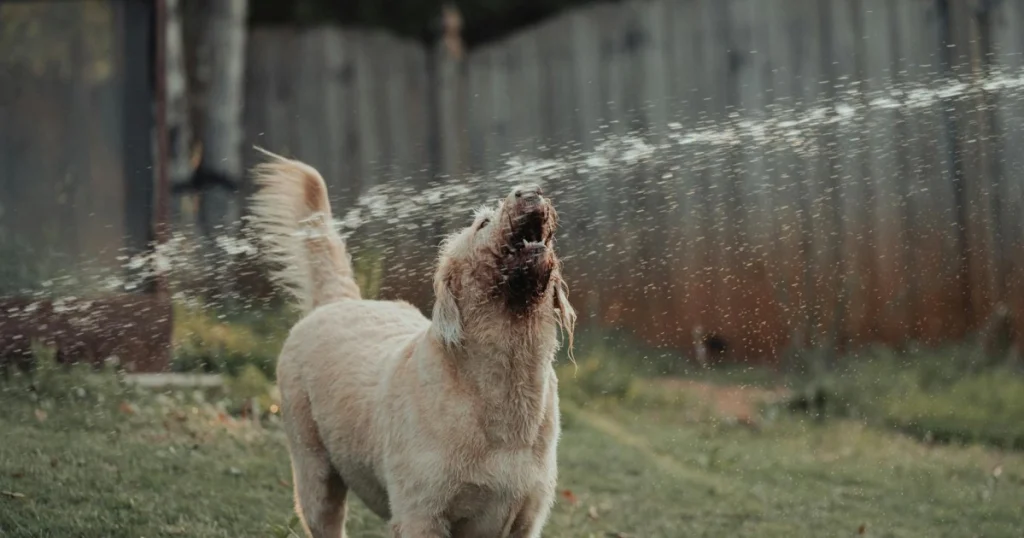 dicas para pet sobreviver ao calor intenso
