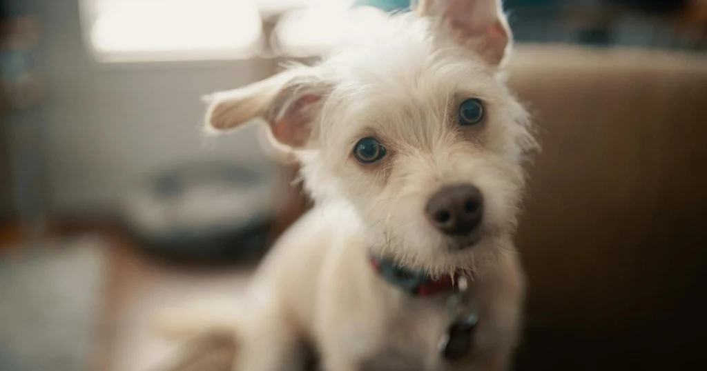 o que é chip de identificação para pets