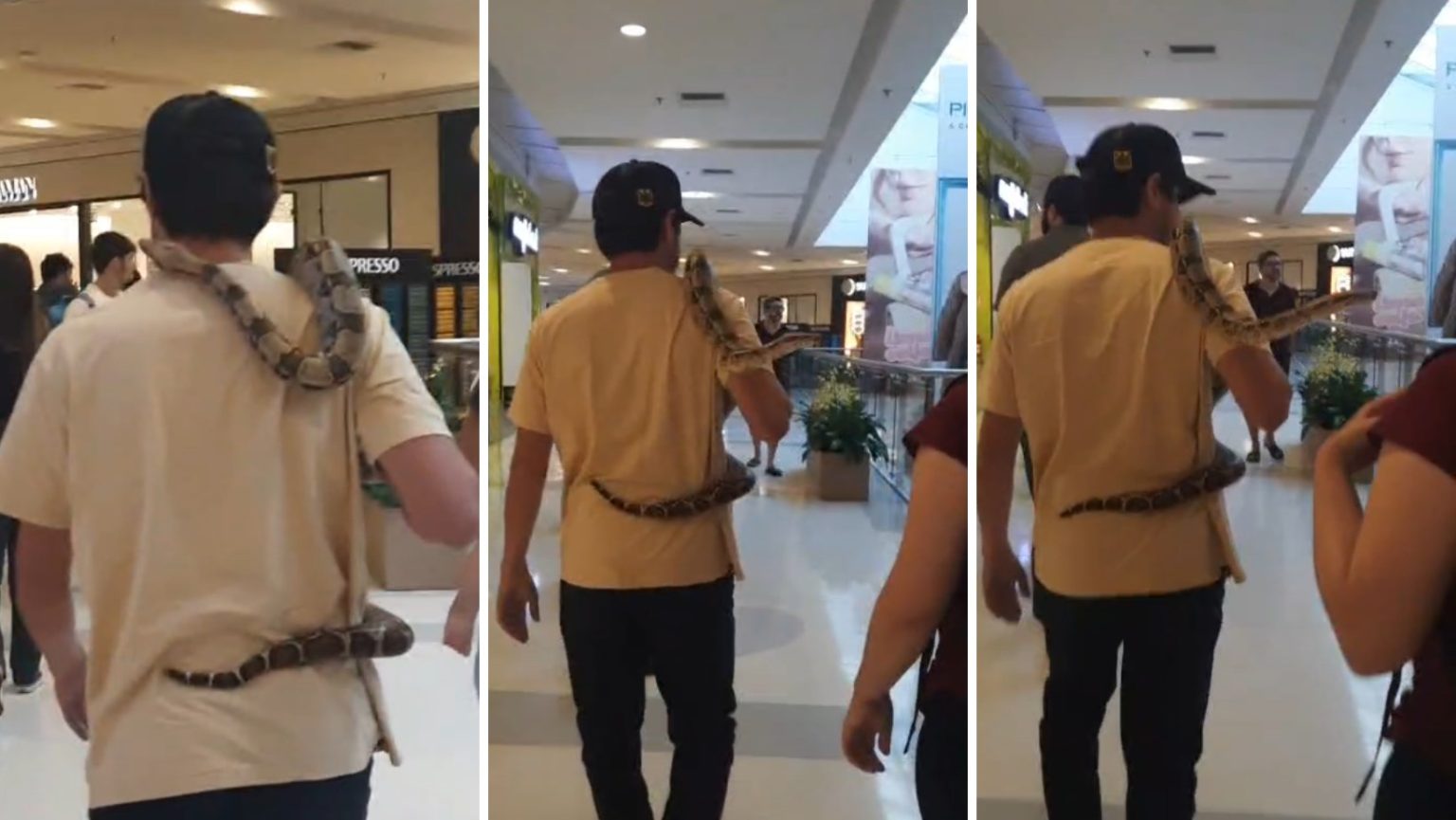Homem causa polêmica ao passear com cobra em shopping do interior de SP