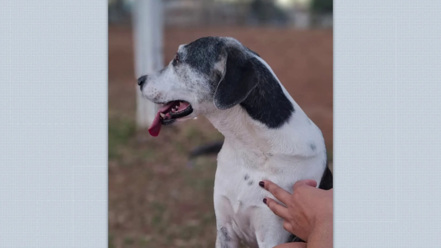 Veterinária relata suspeita de envenenamento em cachorra que morreu em Franca