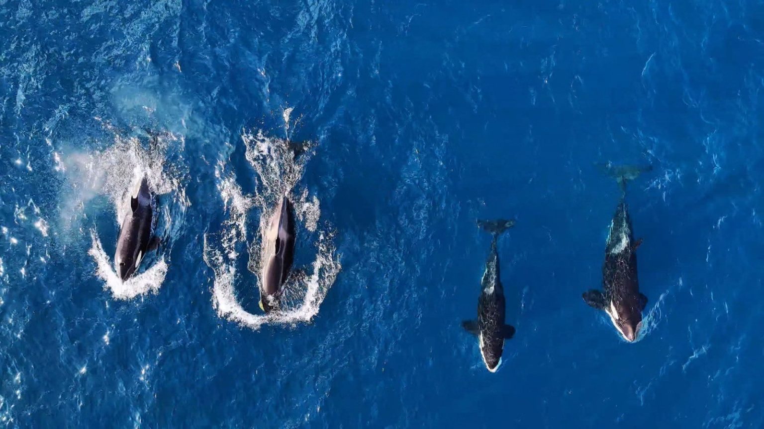 Grupo de orcas surpreende ao nadar no mar de Ilhabela, SP