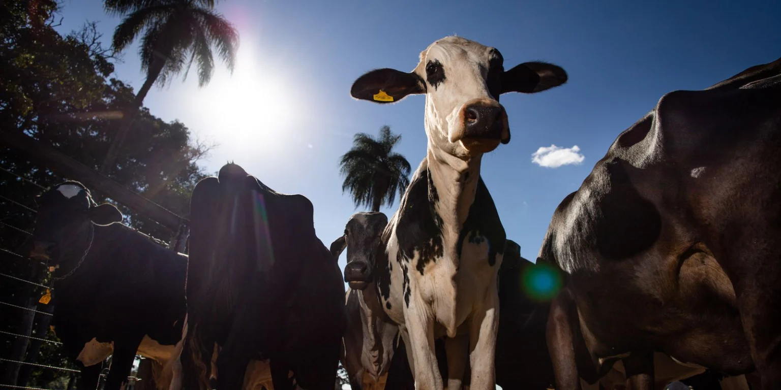 União Europeia veta importação de carne brasileira a partir de setembro