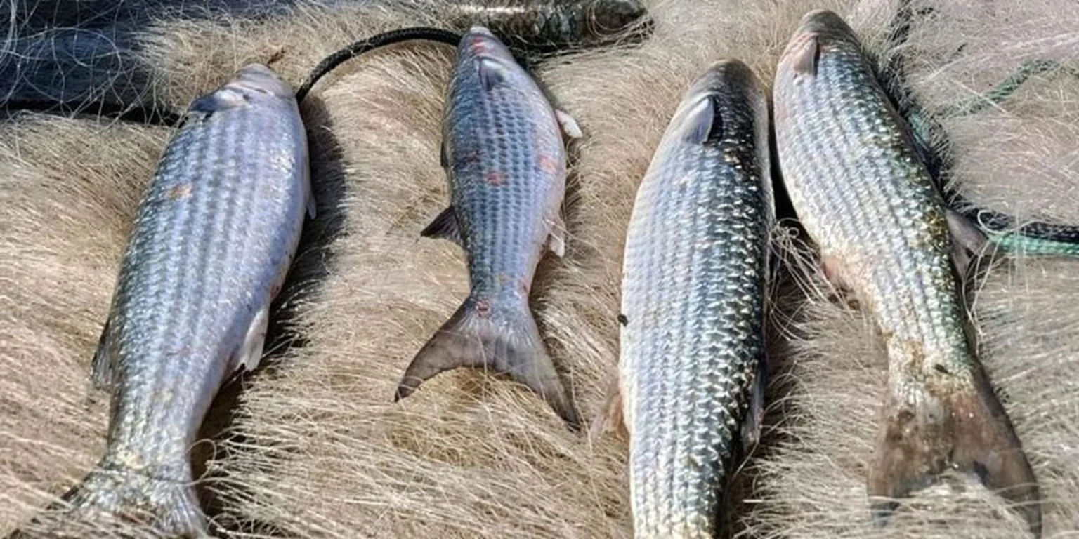 Ministério da Pesca suspende pesca de tainha na modalidade arrasto de praia