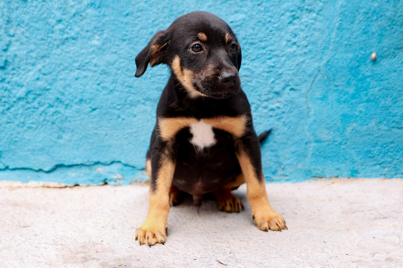 Plataforma Adote um Pet em Itapevi promove adoção responsável de animais resgatados