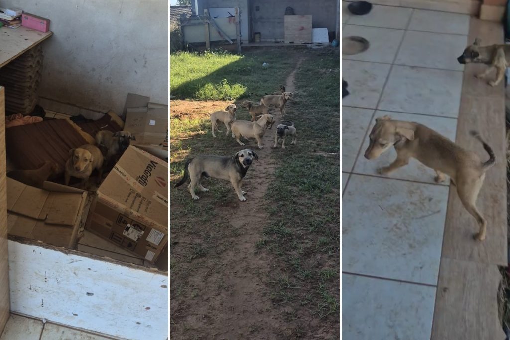 Polícia Civil resgata 16 cães abandonados após briga no interior de SP
