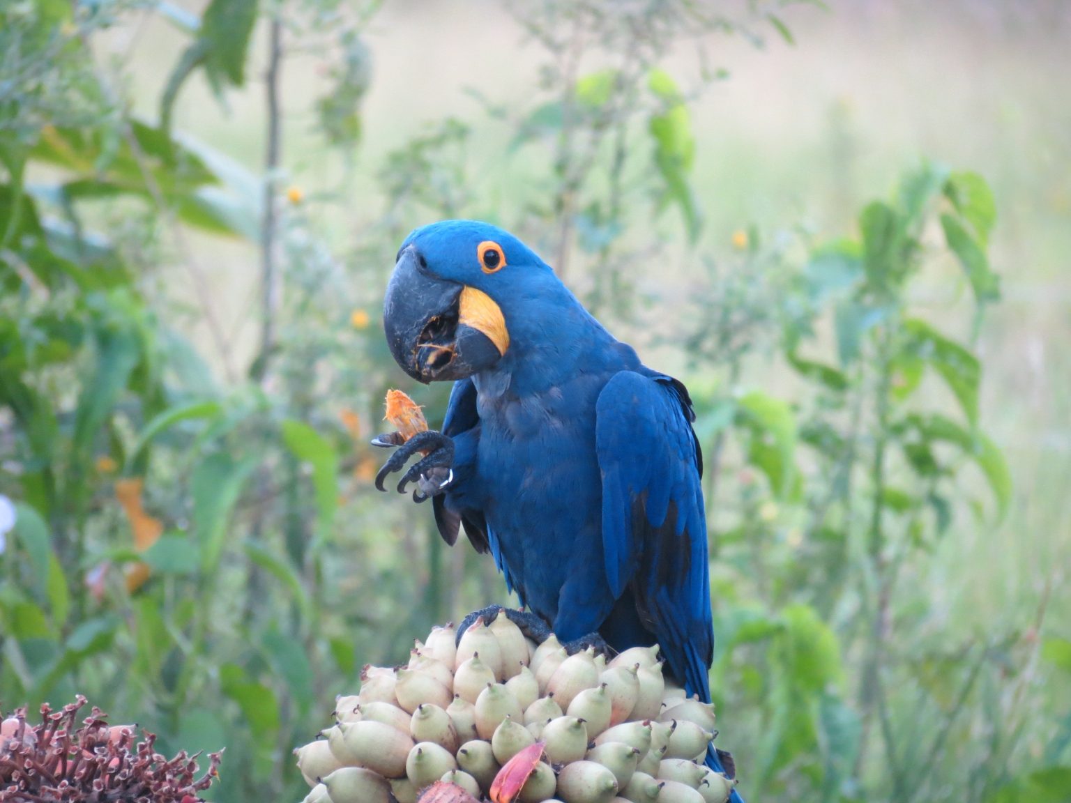 O Paladar das Aves: Descubra por que Araras e Papagaios Comem Pimenta sem Ardência