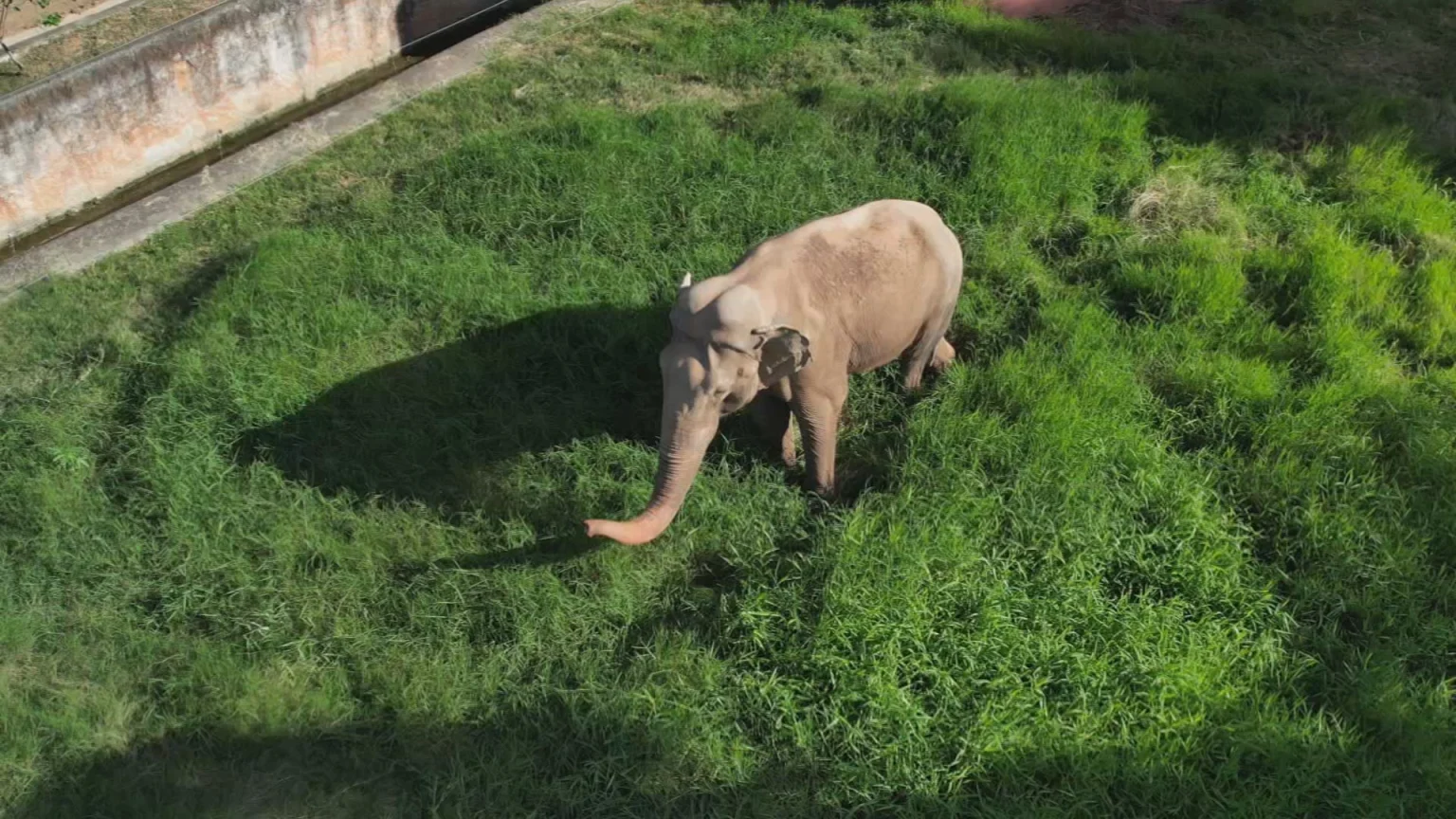 Elefante Sandro: a batalha jurídica pela transferência do animal do zoo de Sorocaba