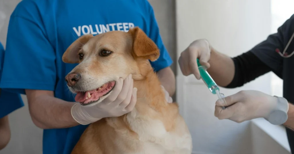 o que é parvovírus em cães e como tratar