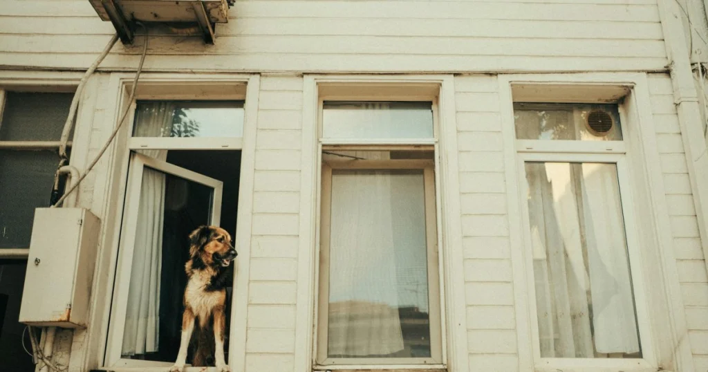 dicas para cachorro ansioso ficar em casa sozinho