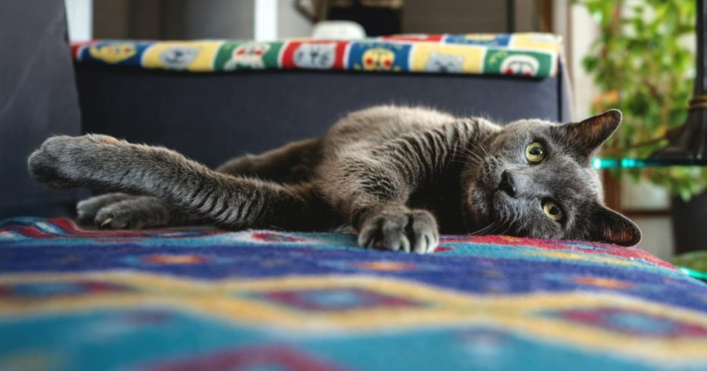 o que é hipotireoidismo em gatos